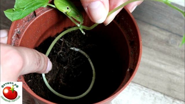 Рассада огурцов вытянулась, что делать? смотреть онлайн