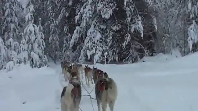 Финляндия хаски смотреть онлайн