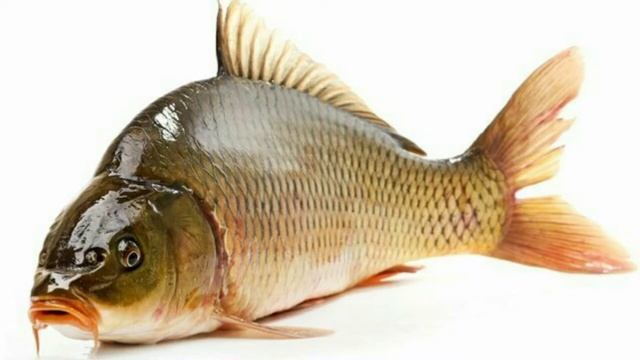 САМЫЕ БОЛЬШИЕ РЕЧНЫЕ РЫБЫ В РОССИИ смотреть онлайн