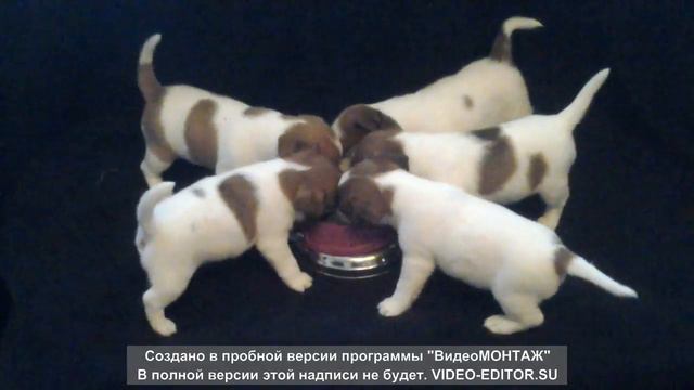 Щенки Джек Рассел терьер смотреть онлайн