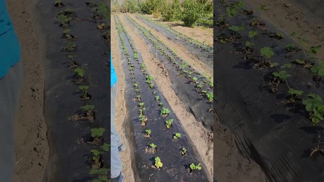 Как правильно посадить кассетную рассаду клубники. Небольшой лайфхак. смотреть онлайн