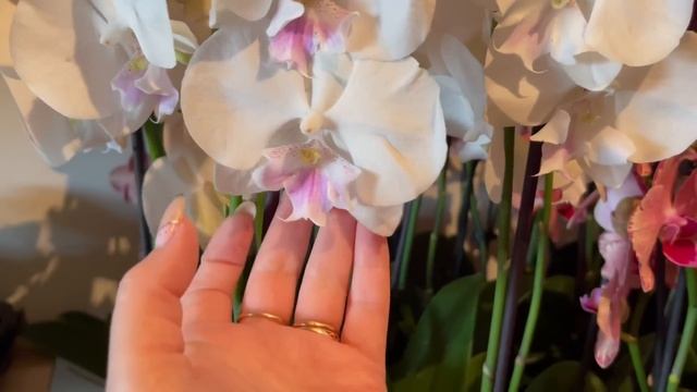 ? ПРОДАЖА ОРХИДЕЙ 05.07.22 Большой ассортимент. Каменная роза, Биг липы, Дракарис. Купить орхидею. смотреть онлайн