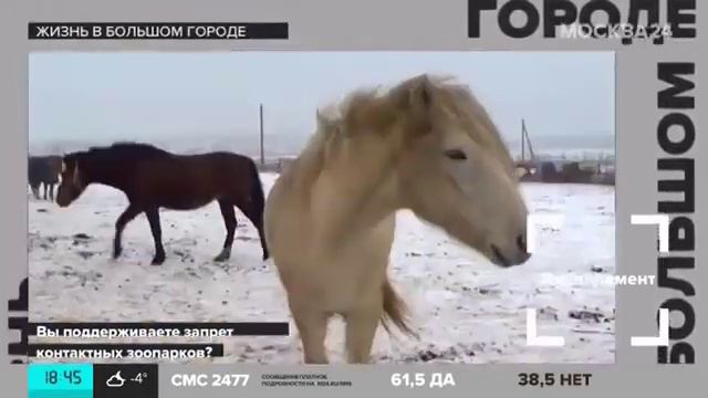 "Жизнь в большом городе": контактные зоопарки смотреть онлайн