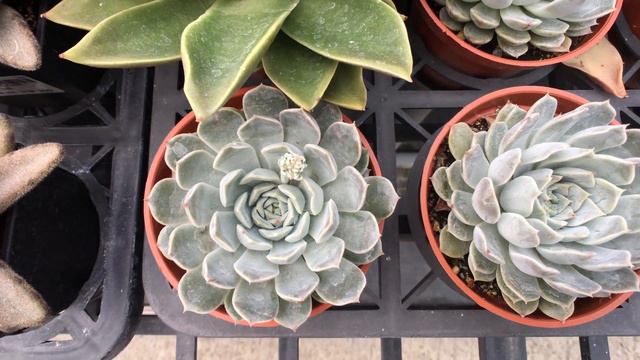 Echeveria'mary Bell' 多肉植物圖鑑 瑪莉貝爾