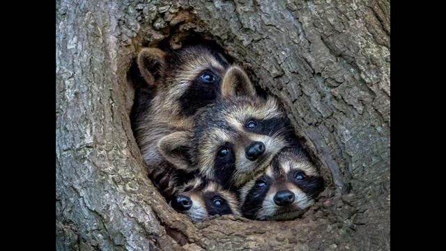 ГЛАД ВАЛАКАС - ЭТО ВСЁ (ДДТ) V.3