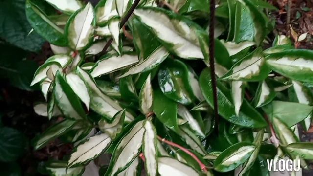 My Hoya Carnosa Rubra Aka Krimson Princess@Imelda Ingram