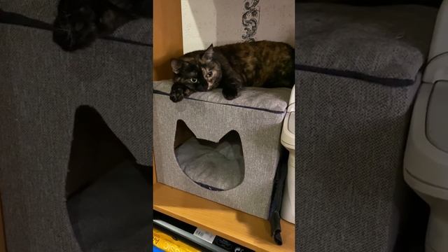Чем кормить 4 - 6 месячного котёнка? смотреть онлайн