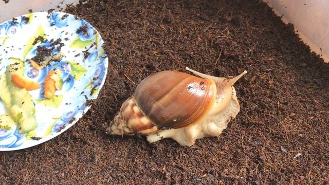 VLOG Утро шпица по кличке Зайка. А так же кошка и улитки. смотреть онлайн