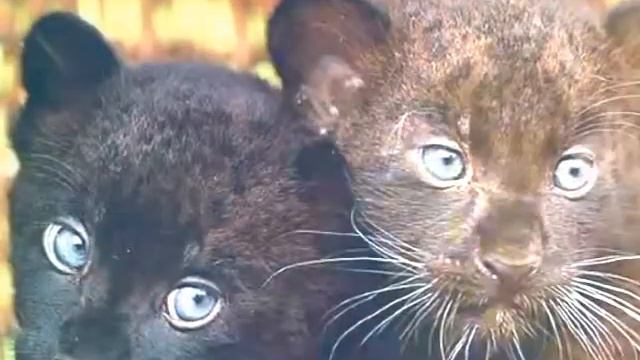 Большие кошки смотреть онлайн