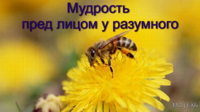 Мудрость пред лицом у разумного В В Харитонов МСЦ ЕХБ 2020 смотреть онлайн
