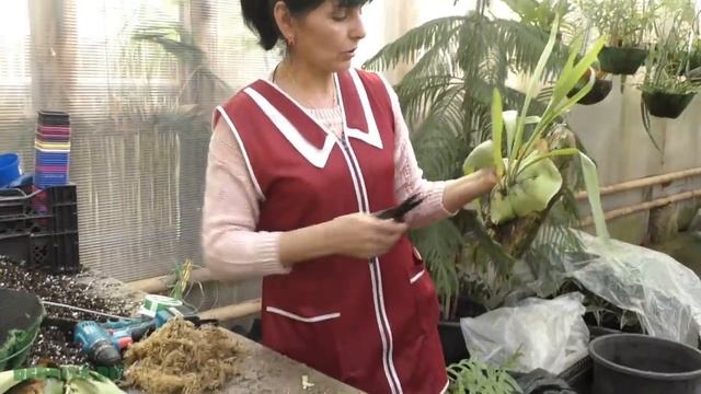 Сезон размножения. Платицериум.