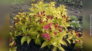 ❀ Самые морозостойкие сорта вейгелы (рекомендуются для Подмосковья)