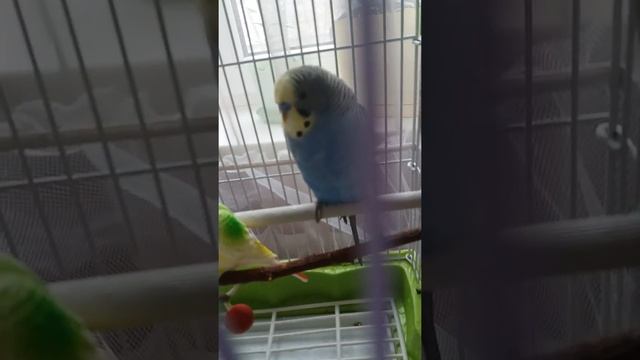 Гоша искупался,и как помыть волнистика ???? смотреть онлайн