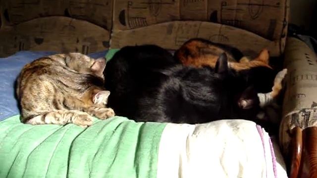 Алеша Попович, Добрыня Никитич, Илья Муромец смотреть онлайн