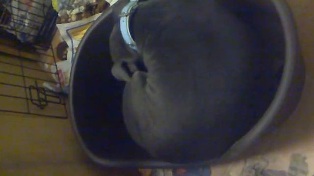 Del Boy Staffie Snoring
