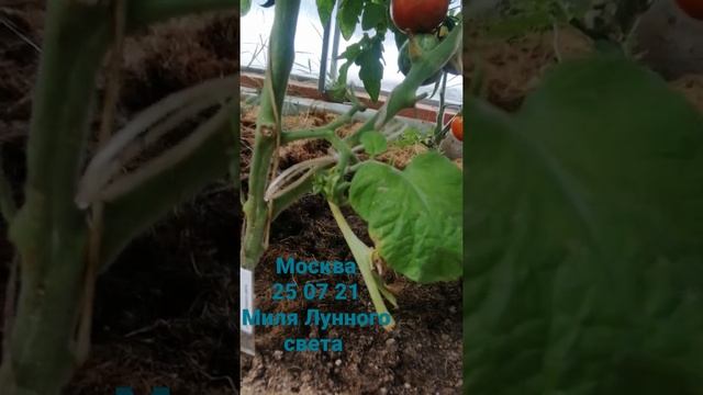 Дегустация миля Лунного света #помидоры #экоеда #лето2021 #садогородцветник #сорттомат смотреть онлайн