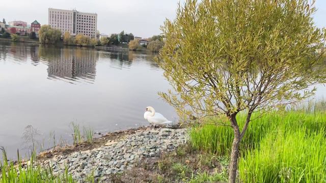 Казань, о.Кабан, Белый лебедь смотреть онлайн