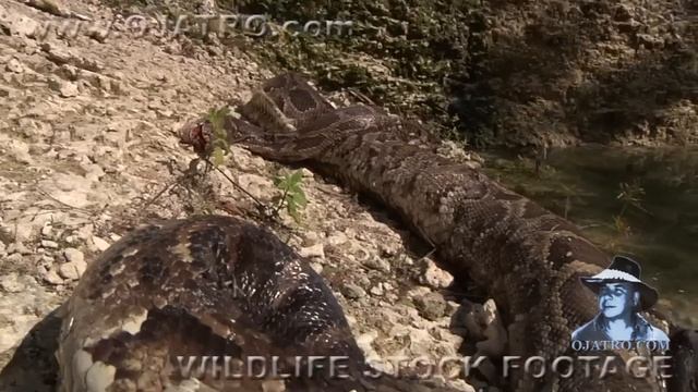 Alligator killed Python 02 Time Lapse смотреть онлайн