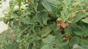 МАЛИНА ШАПКА МОНОМАХА. КОРЧЕВАТЬ!