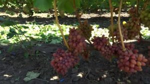 Виноград Богема