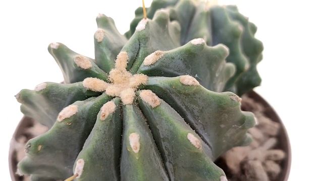 Ferocactus glaucescens f. inermis смотреть онлайн
