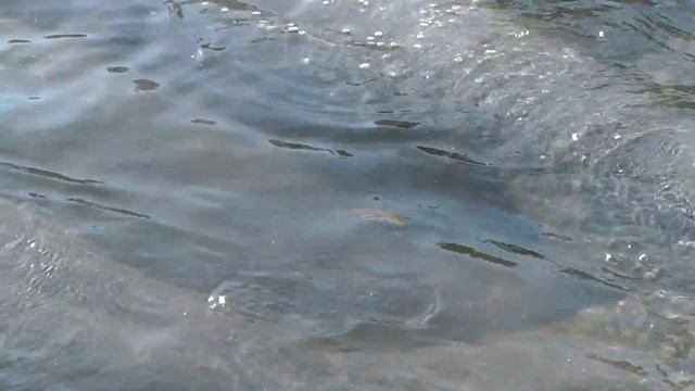 Manatees, Ламантины, Морские коровы, Стеллерова корова или Капустница во Флориде зимой смотреть онлайн