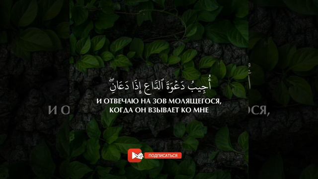 Ahmed Khedr | Сура Аль-Бакара (Корова) | Красивое чтение Корана смотреть онлайн