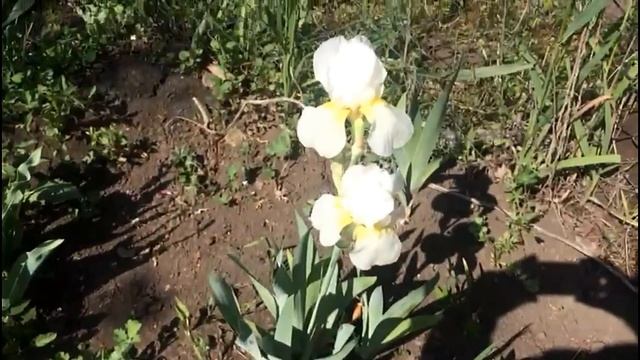 Уход за ирисом в период цветения. Что можно и, что нельзя!! смотреть онлайн