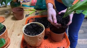 Пересадка монстеры после покупки | Как не навредить растению и правильно пересадить растение