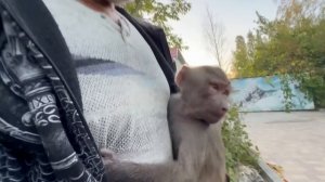 Вот это ВЕРНУЛАСЬ ДОМОЙ! Люську просто НАКРЫЛО при встрече с новыми обезьянками!!!