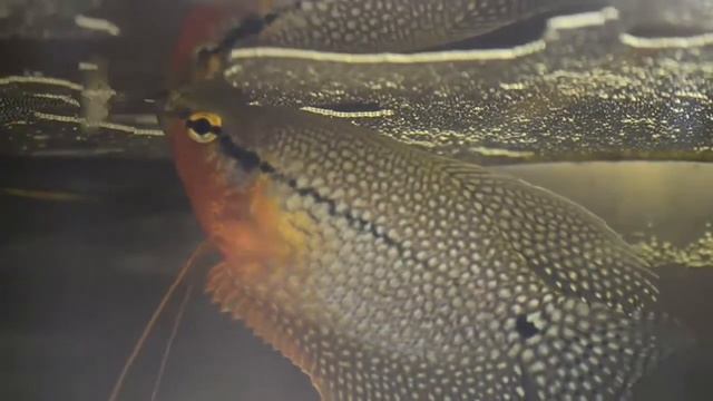 ЖЕМЧУЖНЫЙ ГУРАМИ - Красавец аквариума