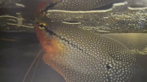 ЖЕМЧУЖНЫЙ ГУРАМИ - Красавец аквариума