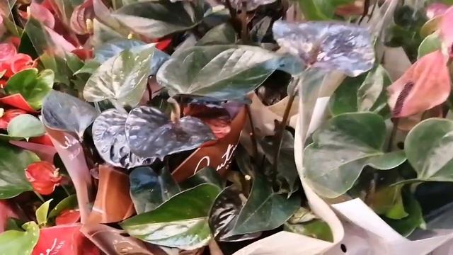 Комнатные цветы. ЛЕРУА МЕРЛЕН. Удивил, так удивил!? Обзор, цены, ассортимент. Магазин в Ставрополе.