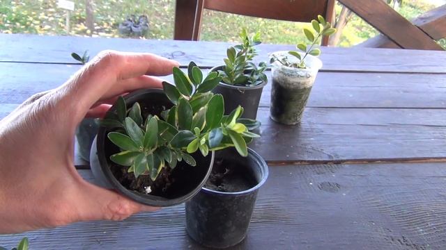 КАК размножать САМШИТ?          Как САМОМУ ВЫРАСТИТЬ самшит?