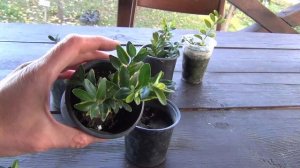 КАК размножать САМШИТ?          Как САМОМУ ВЫРАСТИТЬ самшит?