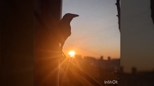 Немного фотографий ручной вороны - живёт дома уже год смотреть онлайн