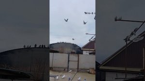 николаевские голуби.Красногвардейское.