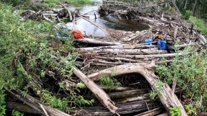 Проходим вековой завал на аэролодке Хариус 440