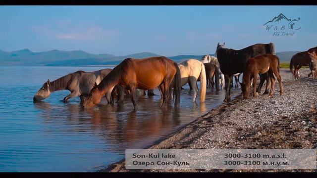 Сон куль смотреть онлайн