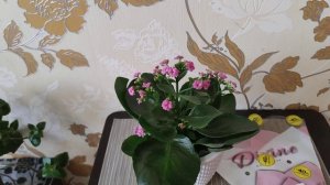 Как ухаживать за  каланхоэ, которое купили в магазине.  Что делать?