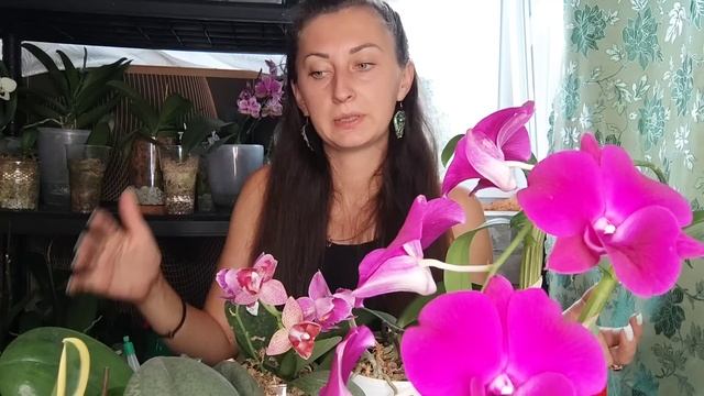 А вы знали, Что обязательно для ПЫШНОГО ЦВЕТЕНИЯ НАДО СДЕЛАТЬ ЭТО ❗ смотреть онлайн