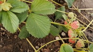 белая клубника "АНАБЛАНКА" - от Натальи Ромашки