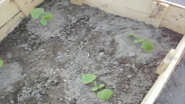 Как Сделать Удобный Парник Для Огурцов Своими Руками (съемка 25 апреля и 5 июня) смотреть онлайн