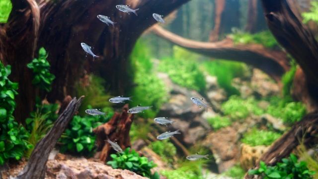 X-Ray (Pristella) Tetra Care and Breeding смотреть онлайн