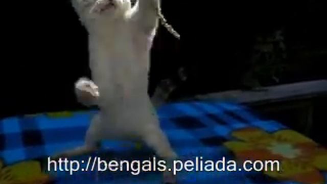 Selina 3 мес.wmv смотреть онлайн