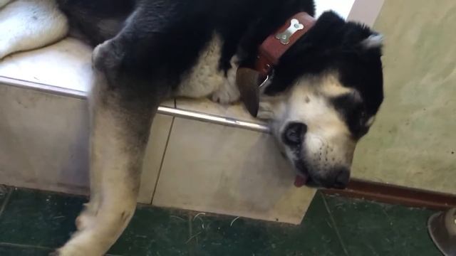 Собачьи сны смотреть онлайн