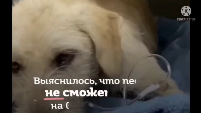 У пса не было задних лапок, кроха мог только ползать и плакать от боли смотреть онлайн
