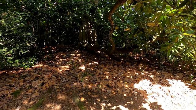 Il giardino di Villa Barbarigo смотреть онлайн