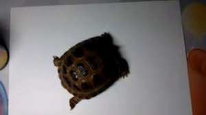 Как поставить укол черепахе.