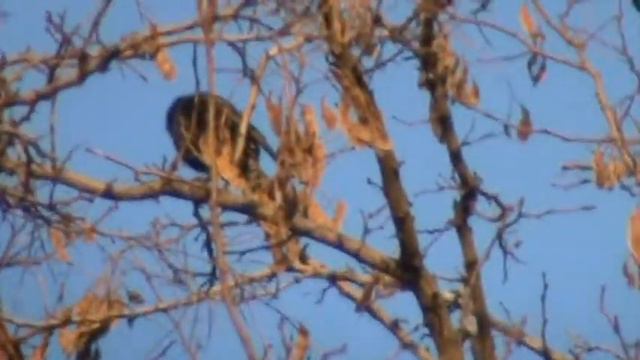 КРИВАЯ ЛУКА. 27.03.2021 Г. ПРИЛЕТЕЛИ СКВОРЦЫ. смотреть онлайн
